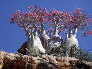 Desert Rose
